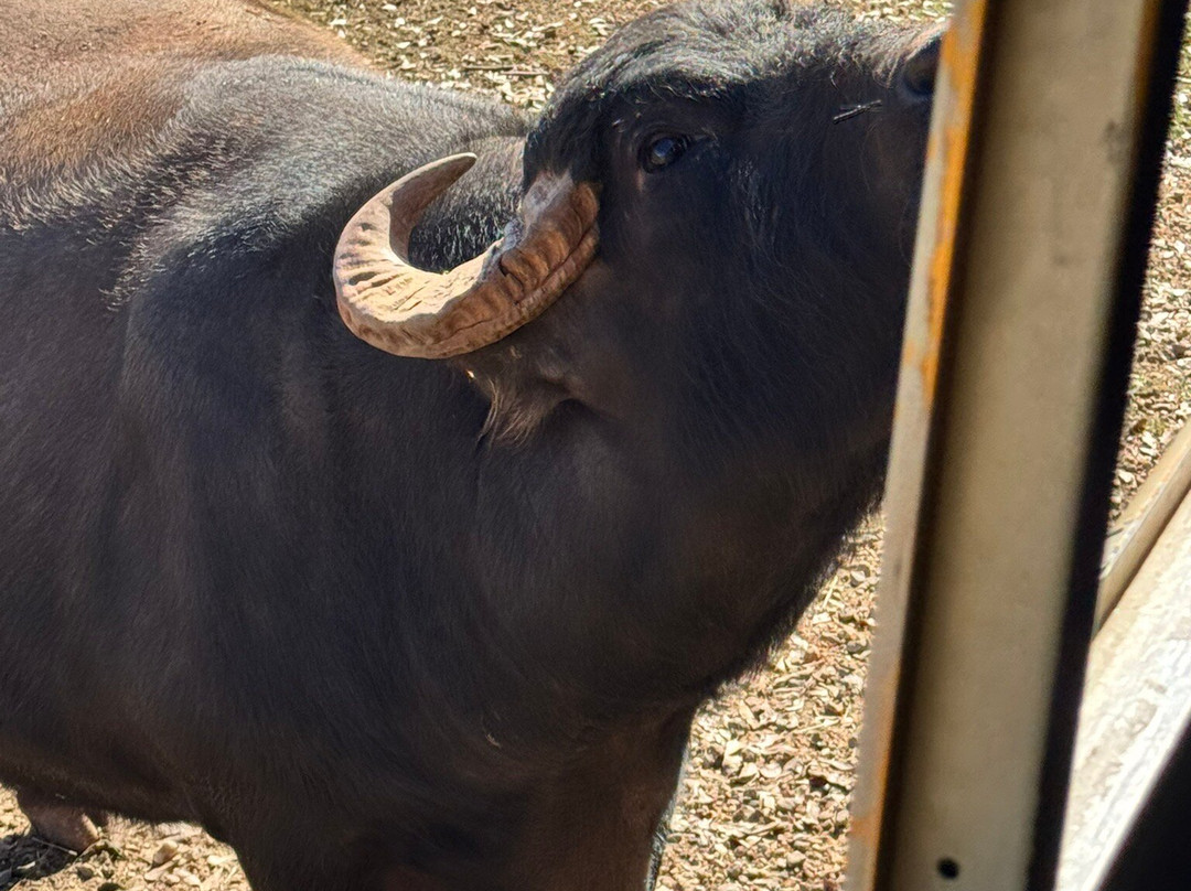 Lake Hartwell Wildlife Safari-Hartwell必去景点