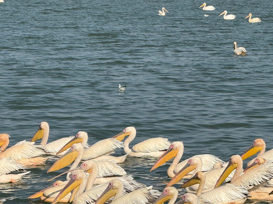 Ethio Nile Tours-巴哈尔达尔必去景点