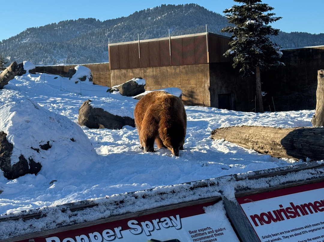 Montana Grizzly Encounter-博兹曼必去景点