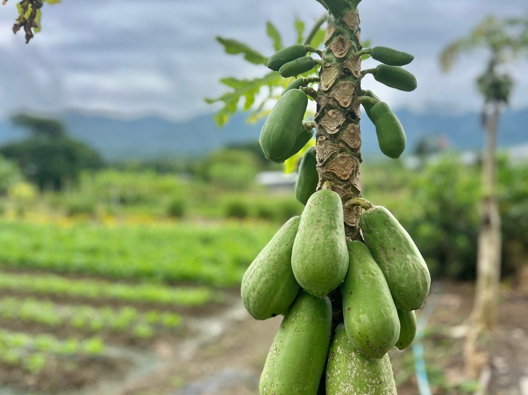 Rai Pluk Rak Thai Organic Farm-挽桴必去景点
