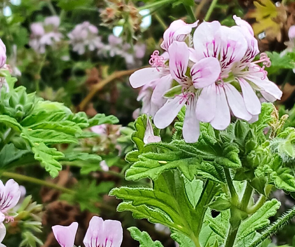 Kreolie 4x4-Entre-Deux必去景点