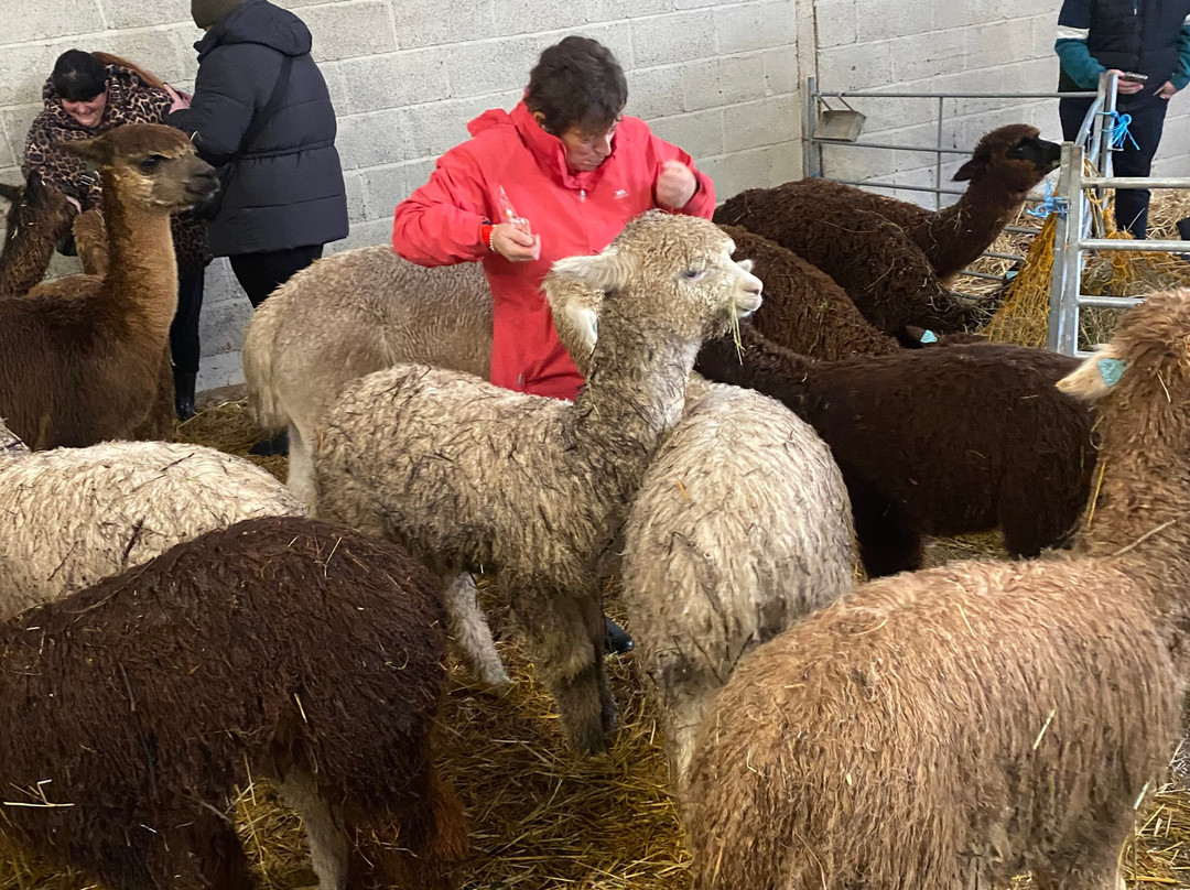 Charnwood Forest Alpacas-Boundary必去景点