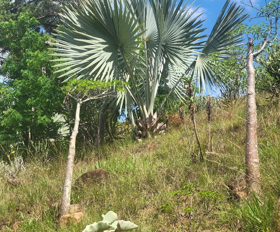 狐猴公园-安塔那那利佛必去景点