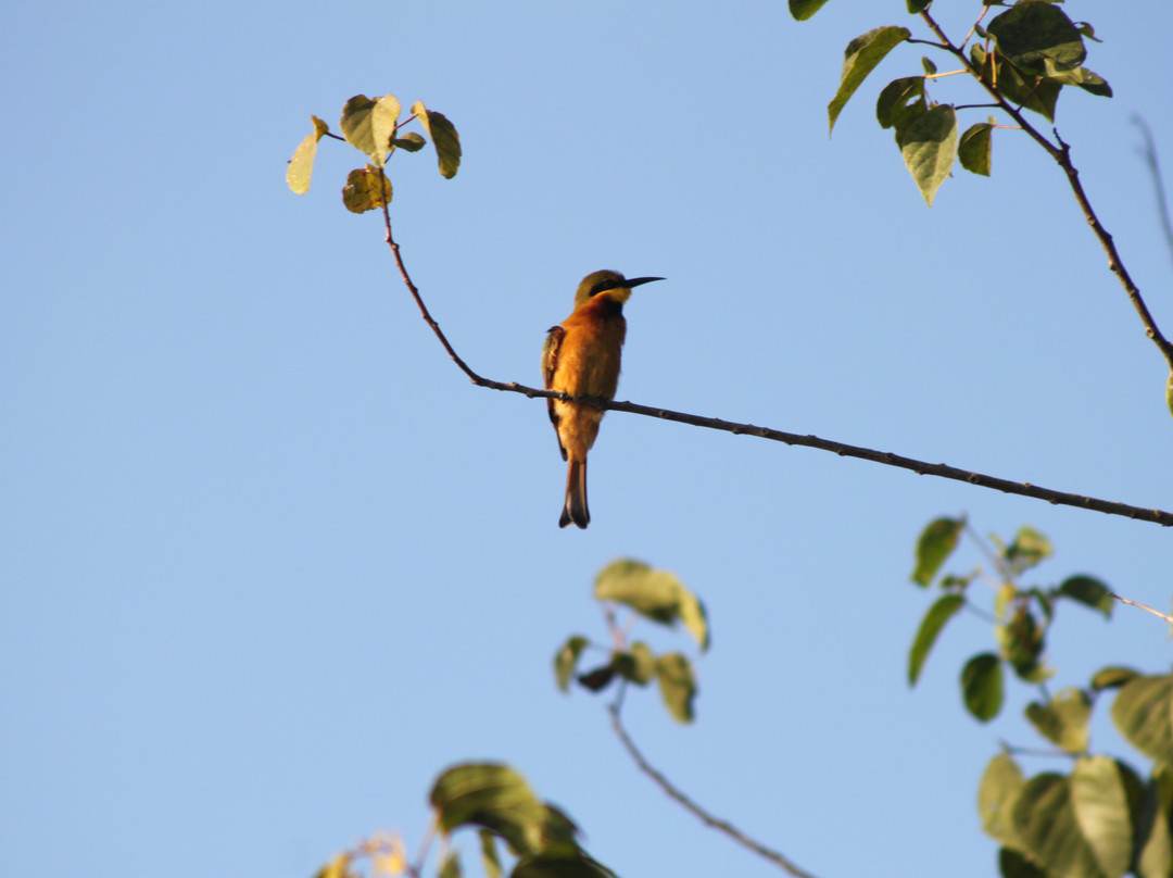 Senegambia Birding-Mandinari必去景点