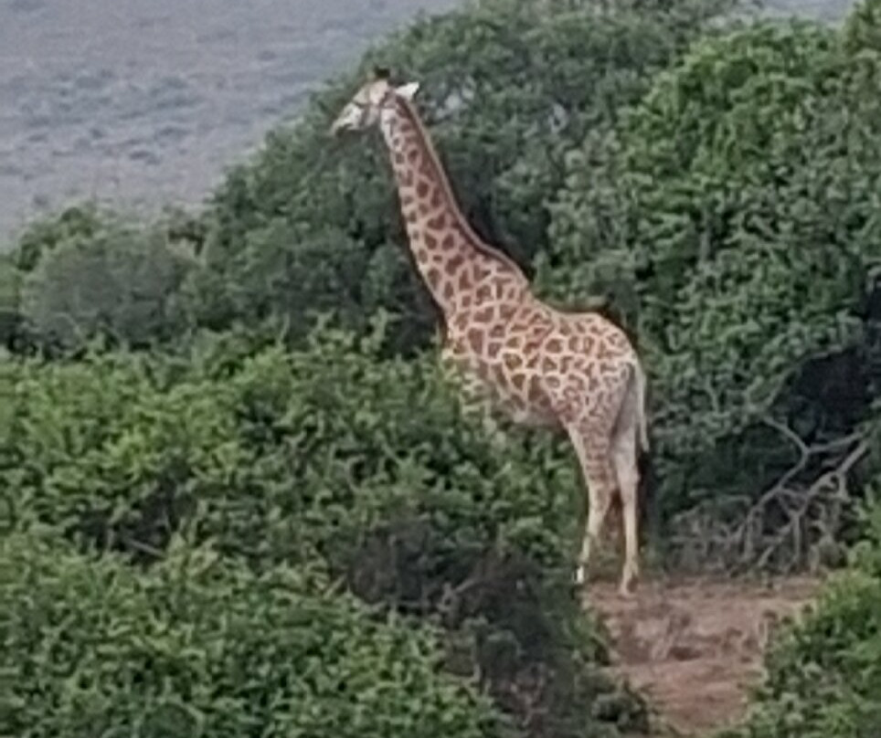 Bukela Game Lodge - Amakhala Game Reserve