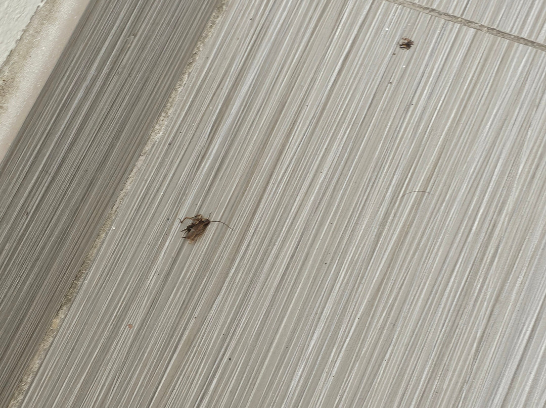 Super 8 by Wyndham Monticello AR主图