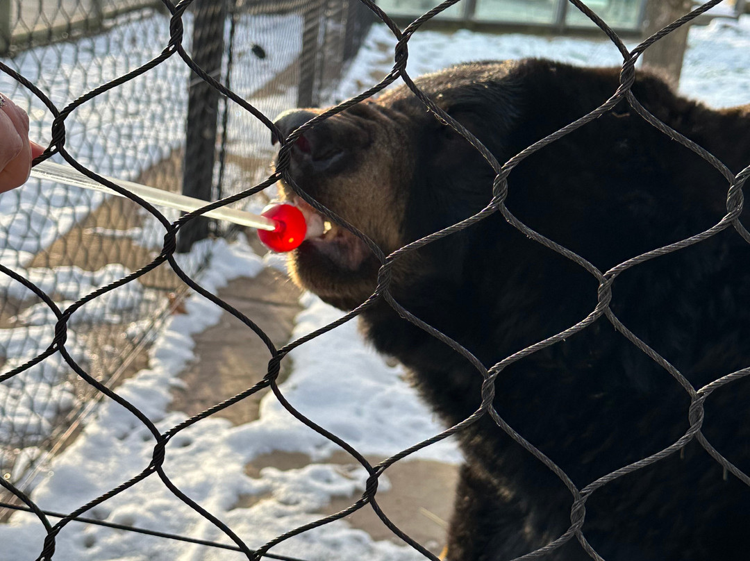 Keystone Safari-格罗夫城必去景点