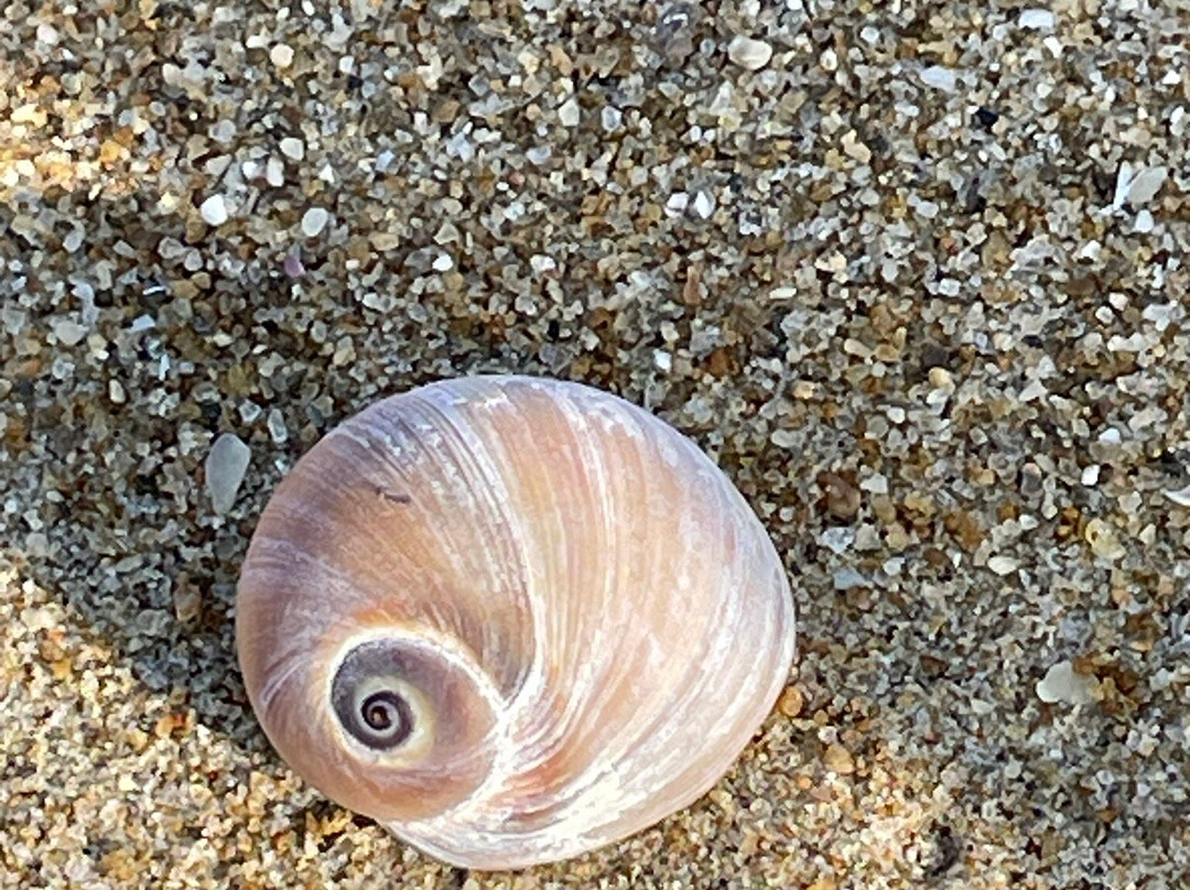 Seonyudo Beach-群山市必去景点