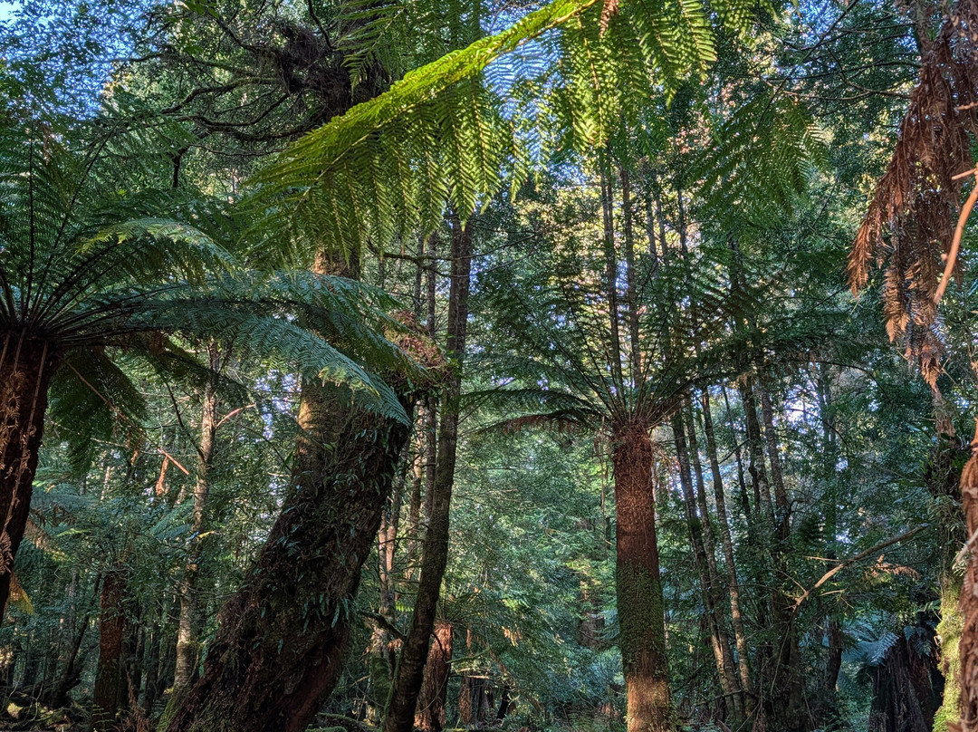 Tarkine Trails-Tullah必去景点