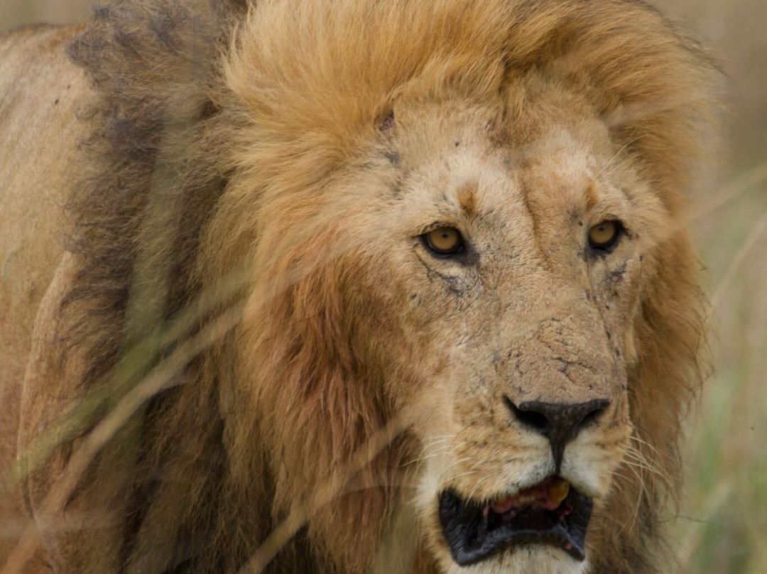 Flexivel Kenya Safaris-内罗毕必去景点