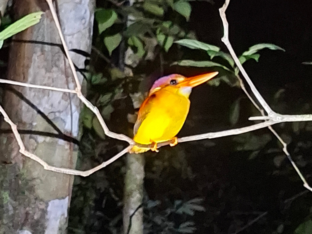 Local Guides - Tanjung Puting-Pangkalan Bun必去景点