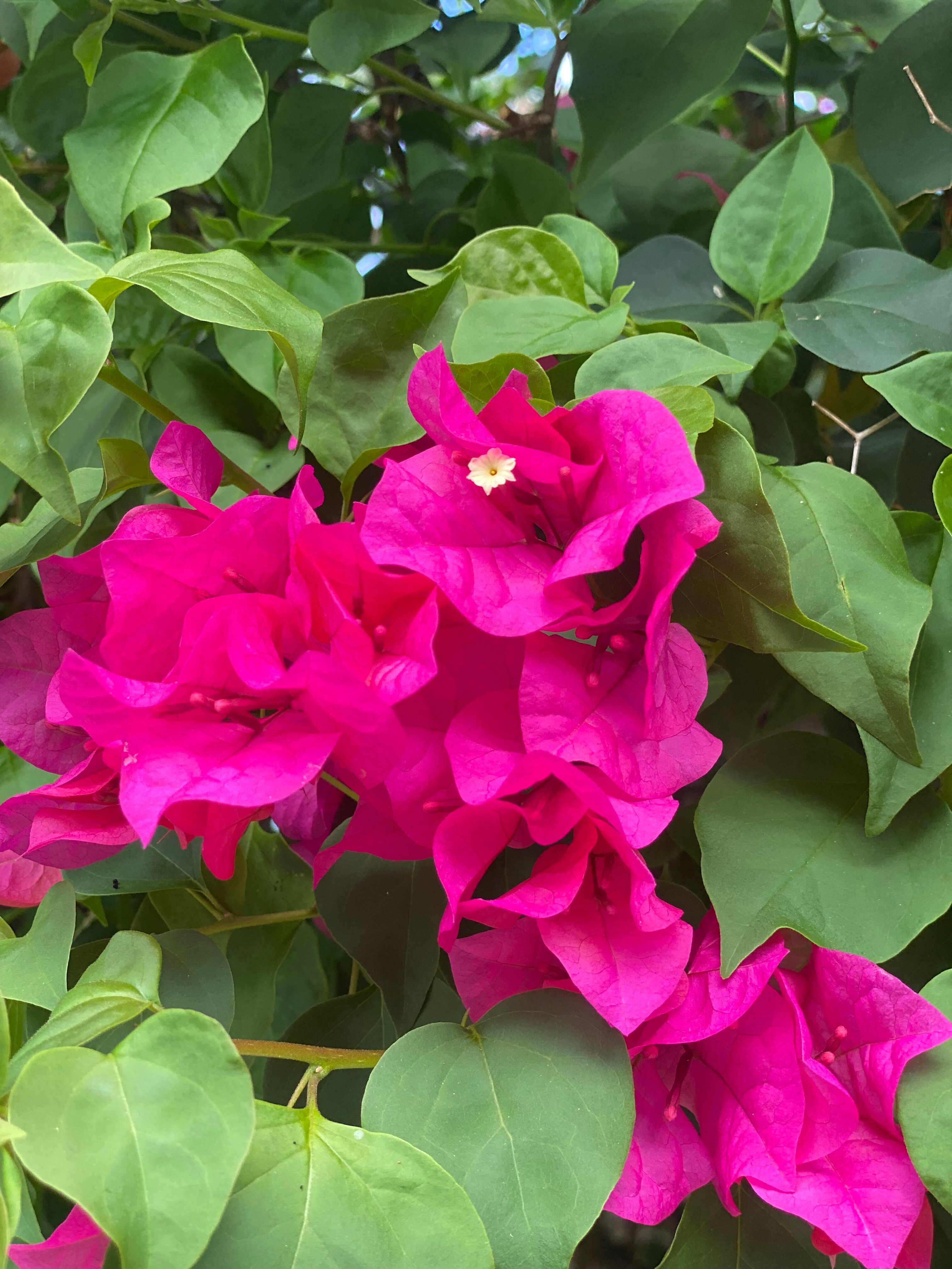 阿鲁巴巴拉特拉公园酒店-浴室