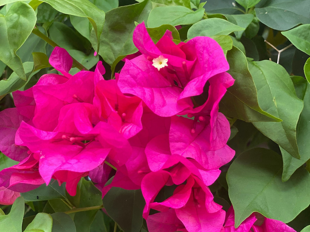 阿鲁巴巴拉特拉公园酒店主图