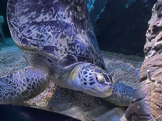 Sea Life Blankenberge-布朗肯堡必去景点