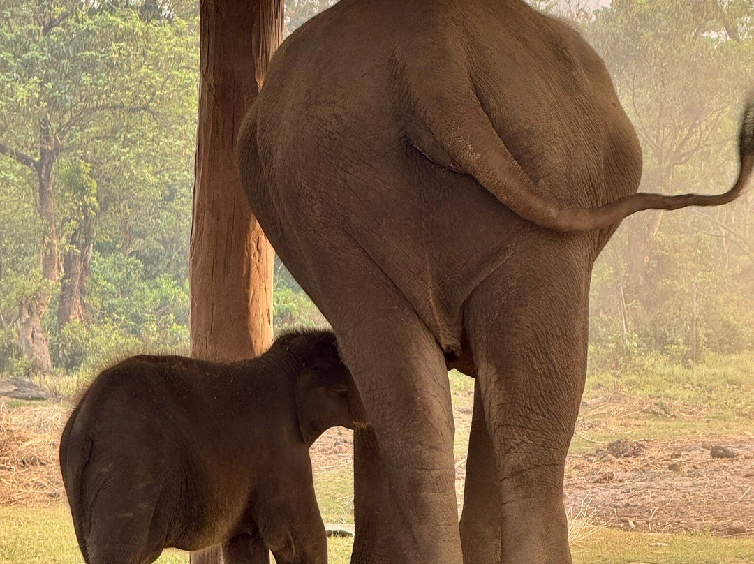 Elephant Breeding Centre-苏拉哈必去景点