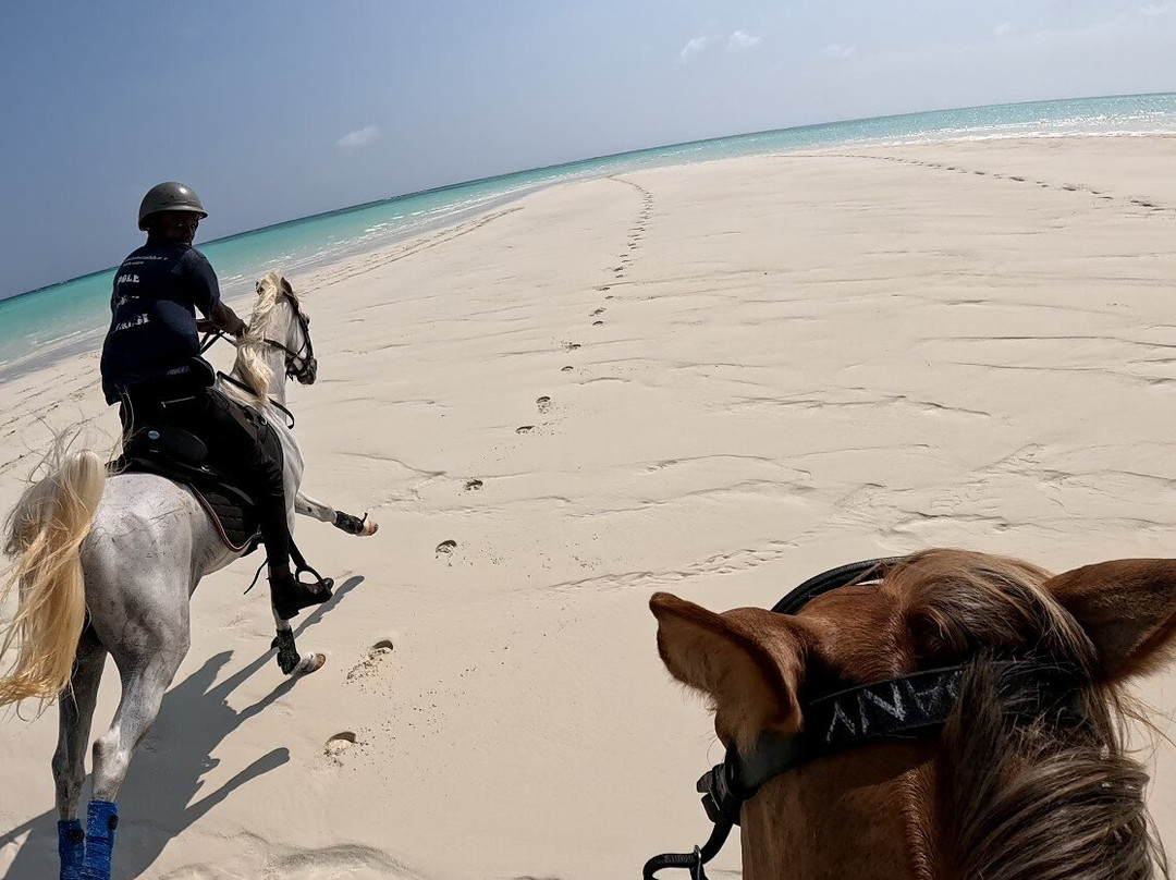 Zanzibar Horse Club-孥归必去景点
