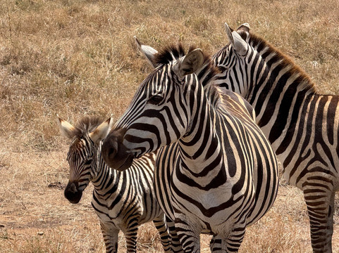 Buhaya Trekking Safaris-阿鲁沙必去景点