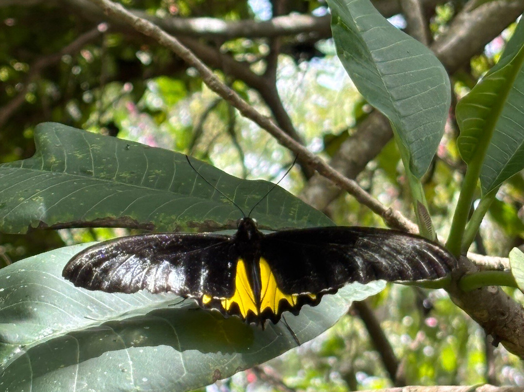 Kemenuh Butterfly Park-Kemenuh必去景点