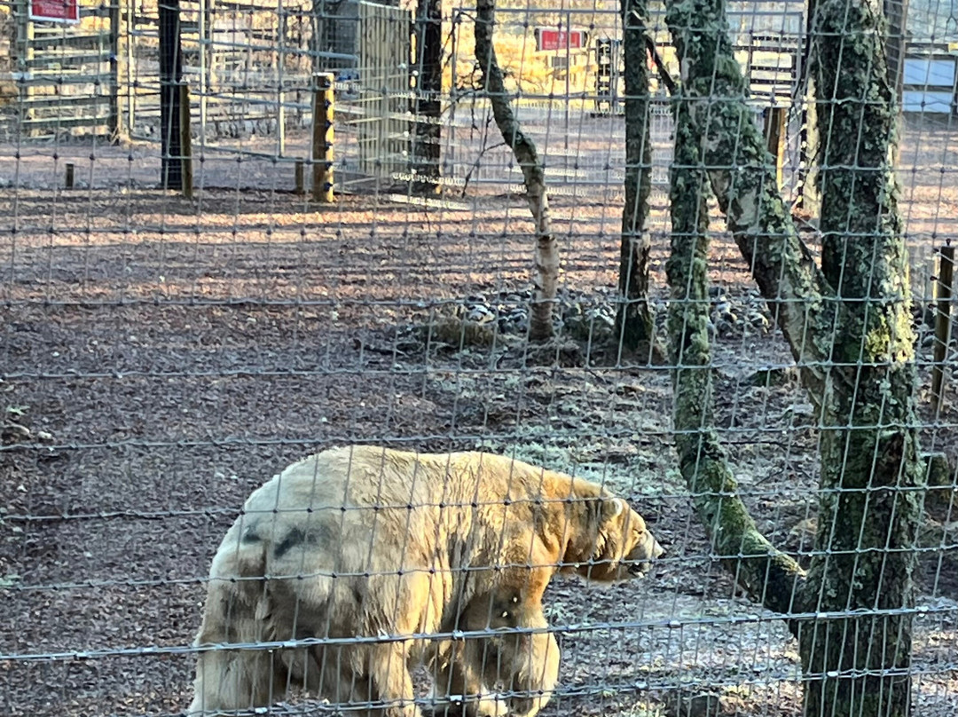 Highland Wildlife Park-Kincraig必去景点