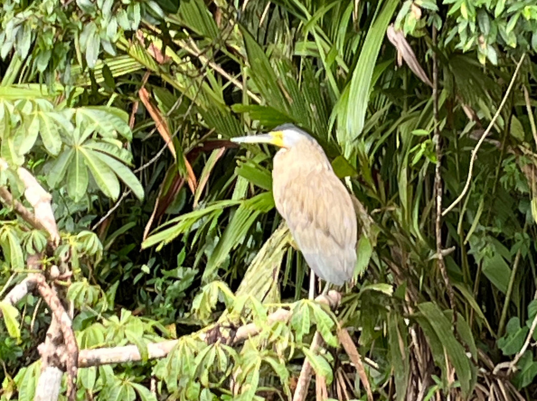 Tortuguero Natural Tours-托图杰多必去景点