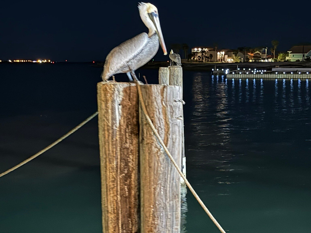 Dolphin Docks-Port Isabel必去景点