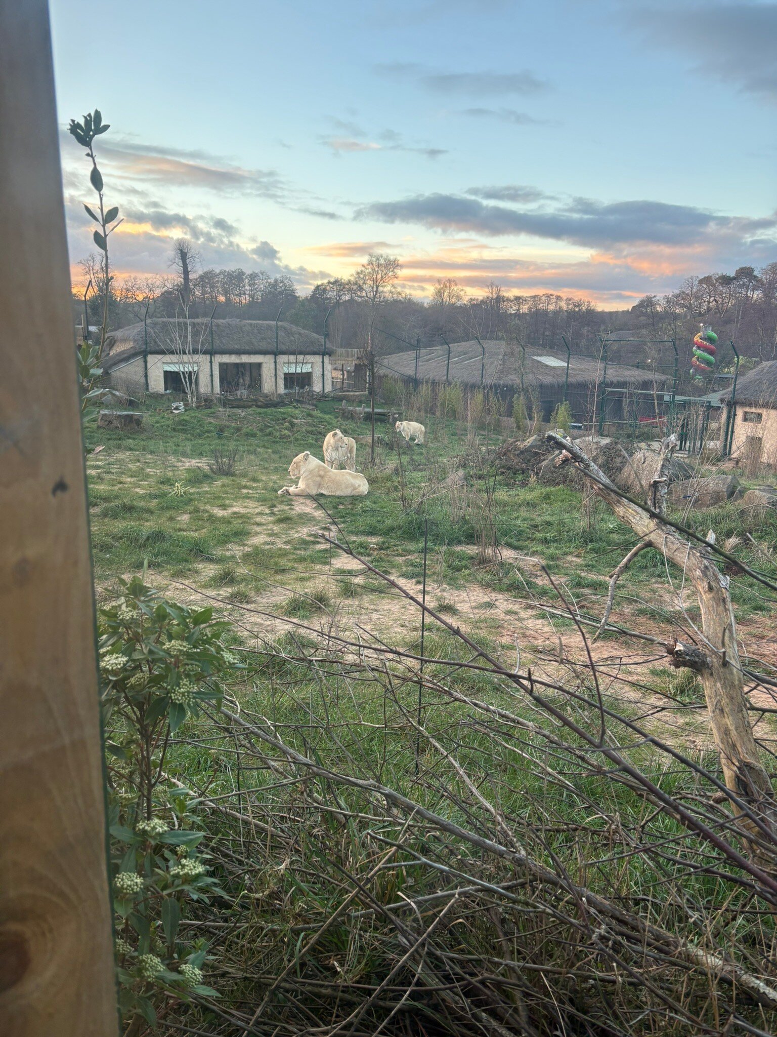 Safari Lodges At West Midlands Safari Park-官方