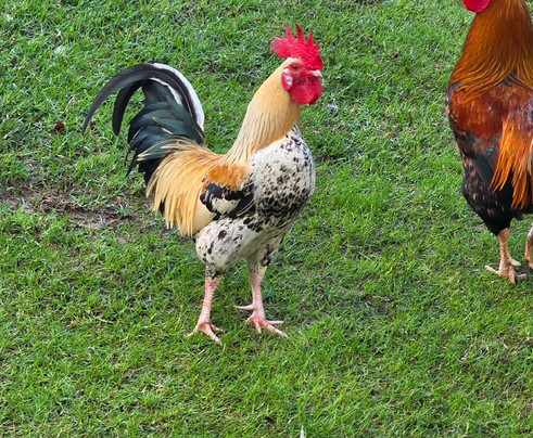 Marechal Carmona Park-卡斯凯什必去景点