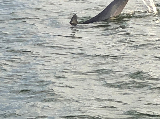 Caribe Marina & Watersports-橙色海湾必去景点