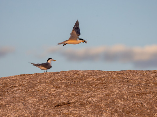 Montague Island-纳鲁马必去景点