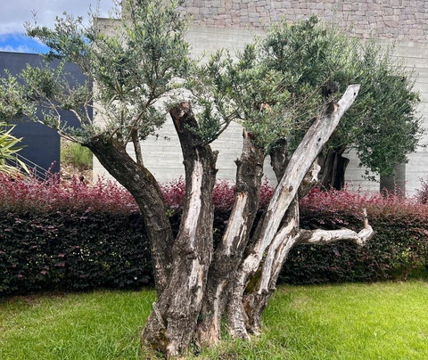 Vinícola Bebber-Flores Da Cunha必去景点