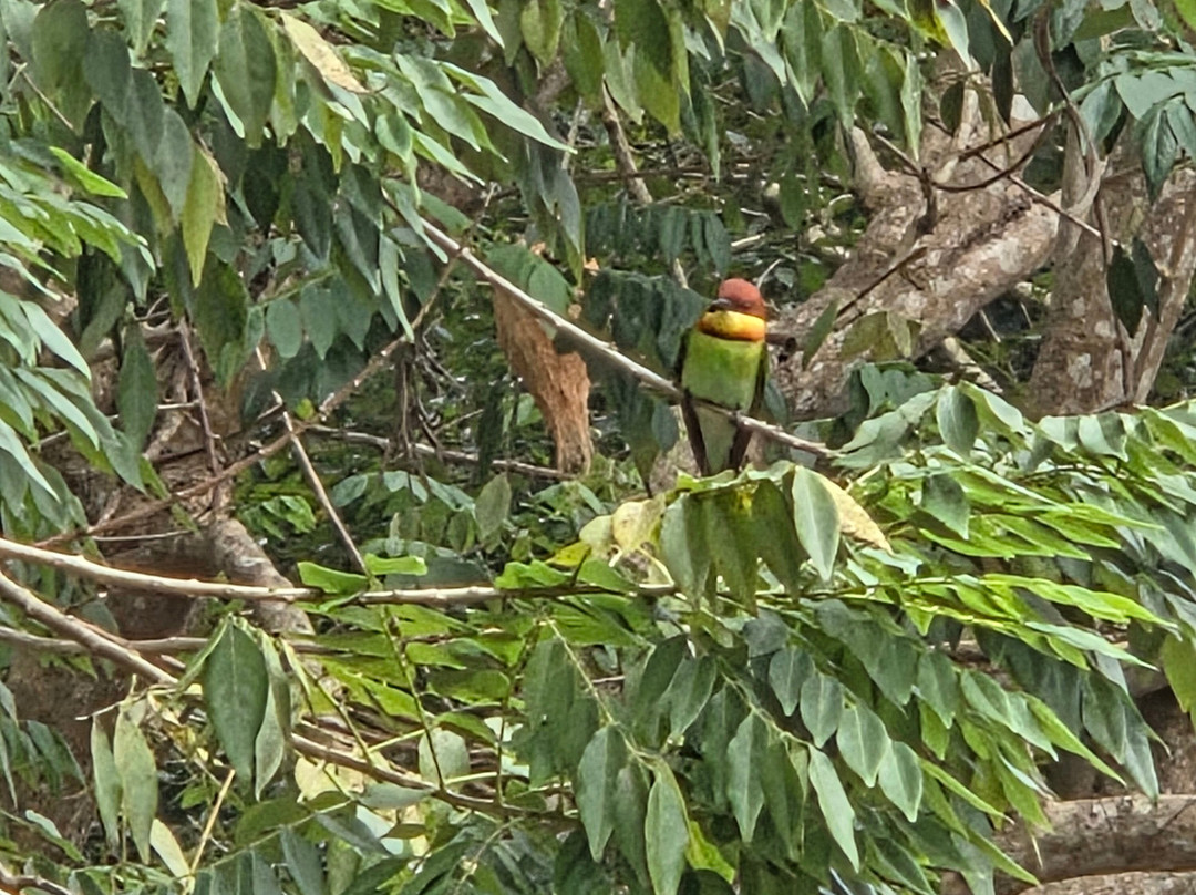 Regenta Jungle Resort Kabini Springs主图