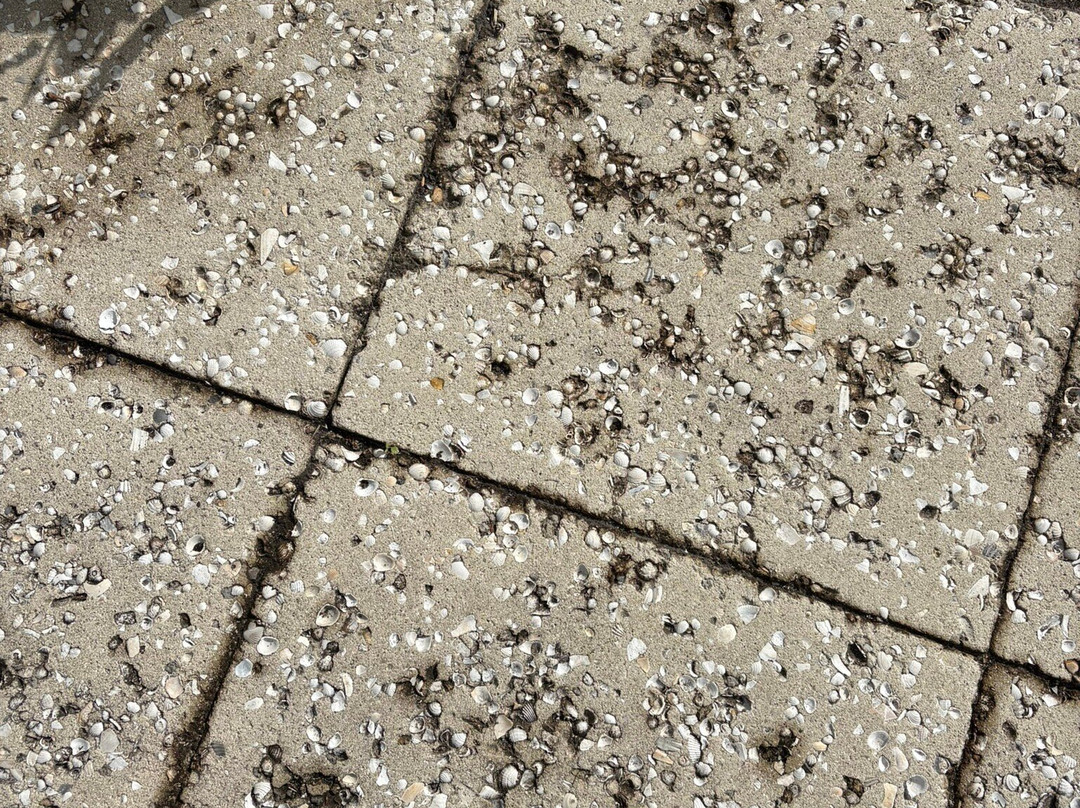 Historic Palm Cottage Museum-那不勒斯必去景点