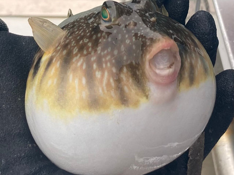 Sarasota Bay Explorers-萨拉索塔必去景点