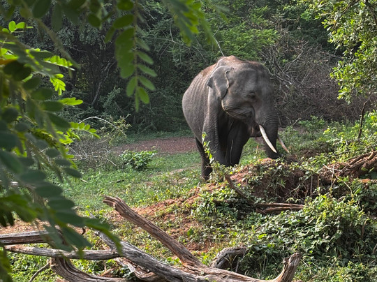 Roshan Safari-蒂瑟默哈拉默必去景点