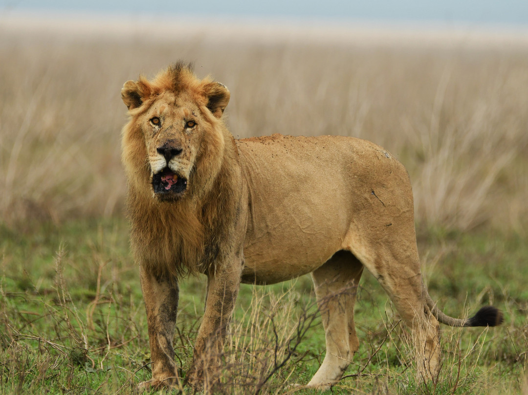 易捷旅游-一日游-阿鲁沙必去景点