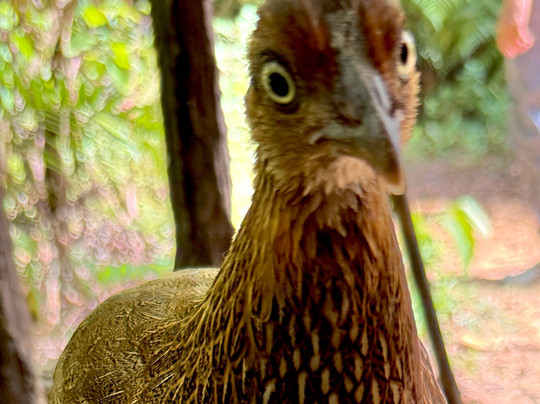 Rosewood Manor主图