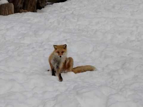 北狐牧場-北见市必去景点