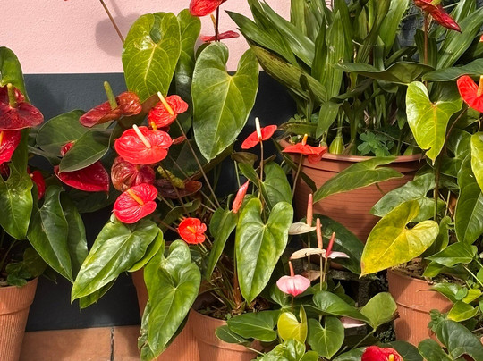 Madeira Free Spirit walks-沙尔必去景点