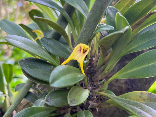 Monteverde Orchid Garden-圣埃伦娜必去景点