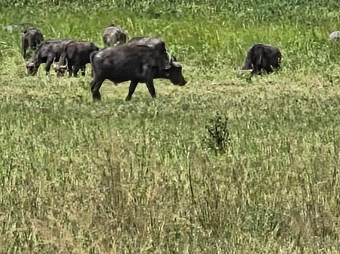 Akagera National Park Safari-Akagera必去景点