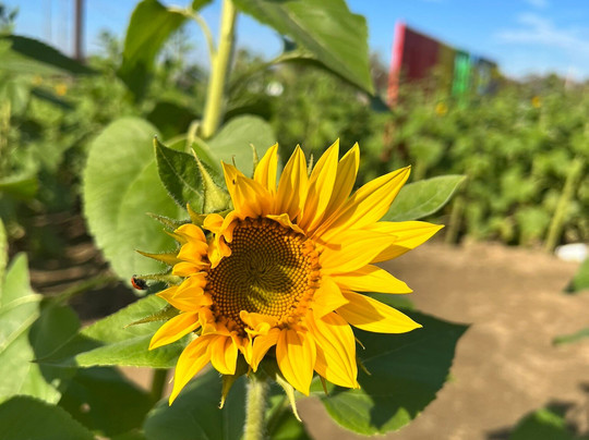 Happy Day Farm-Manalapan必去景点