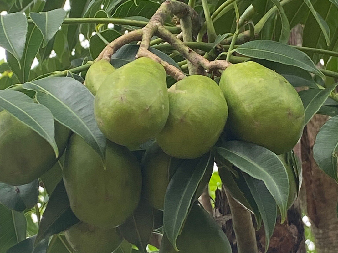 Vinicola Ziviani-Santa Teresa必去景点