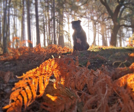 Frensham Little Pond-Frensham必去景点