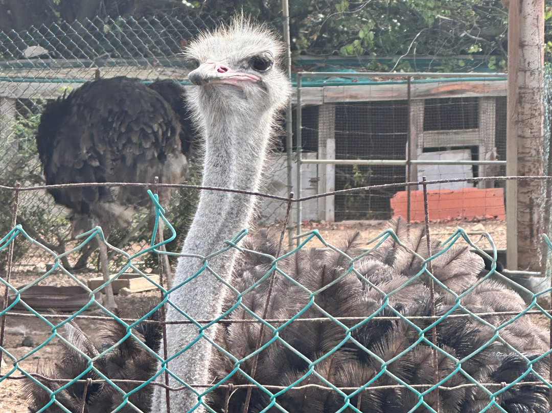 Curacao Ostrich Farm-库拉索必去景点