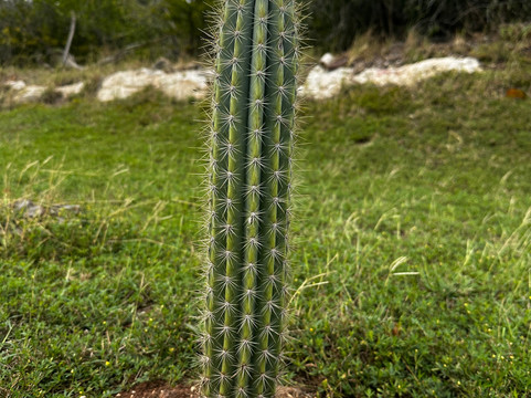 Cayo Guillermo-Cayo Guillermo必去景点