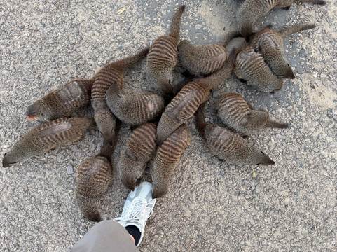 Adventure In The Wild Safaris-坎帕拉必去景点