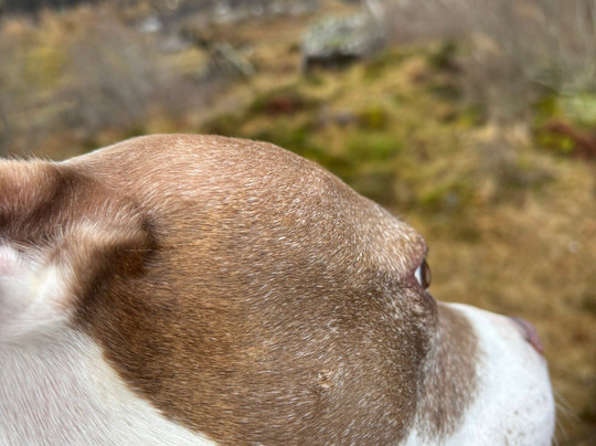 Glencoe Mountain Resort-Glencoe Village必去景点