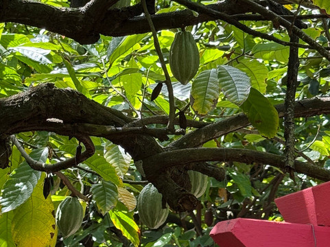 La Maison du Cacao-Pointe-Noire必去景点