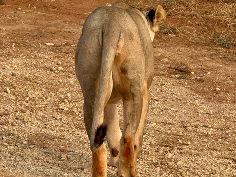 Safari In Kenya Con Samba-瓦塔木必去景点