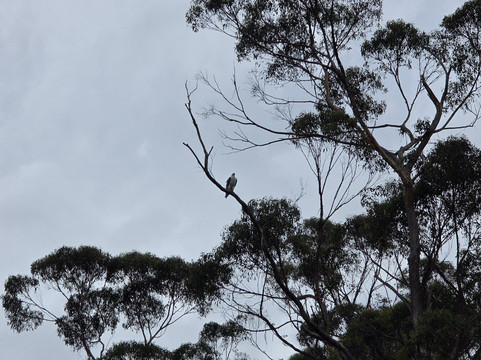 Arthur River - A R Reflections River Cruises-Arthur River必去景点